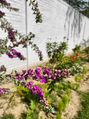 Texas sage purple flowers blooming in garden a close up nature photography of flowering plant beauty