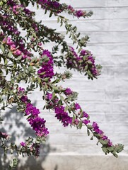 Purple texas sage blooming plant leucophyllum frutescens against white brick wall background outdoor garden