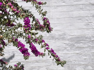 Purple flowers blooming on a shrub against a white brick wall in a garden setting outdoors nature scene