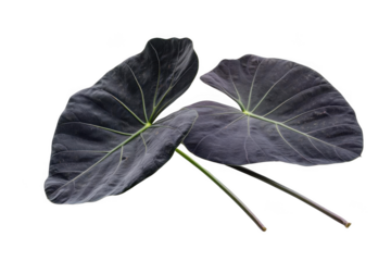 Explore the Dark Foliage of Elephant Ears on black and artistic nature