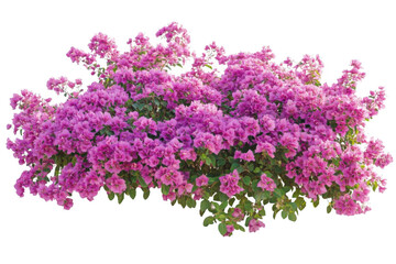 Obraz premium blooming flower bougainvillea Bush offers vibrant color, ornamental nature Theme