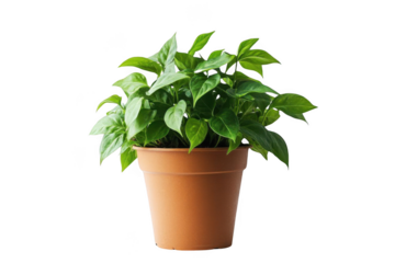 Green Potted Plant, Showing Fresh Plant Growth, Gardening Theme