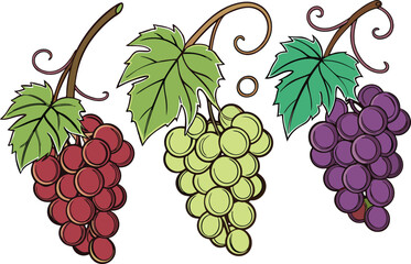 Three bunches of grapes with leaves illustration