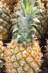 Obraz premium pineapple