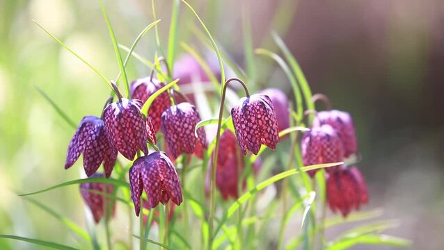 Early spring flower (Fritillaria meleagris).