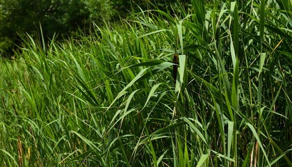 Obraz premium Lush green reeds