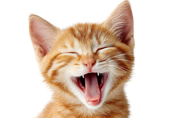 Happy orange kitten yawns