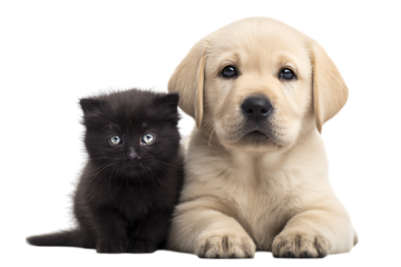 Adorable kitten and puppy pals!