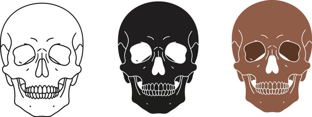 Three stylized skull illustrations showcase line art, solid black, and brown fill variations, ideal for Halloween themes, gothic designs, or educational anatomical representations.