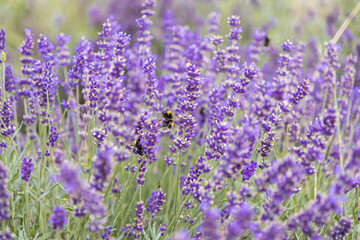 Obraz premium Beautiful purple lavender flowers bloom in a sunny field, attracting busy bumblebees, symbolizing summer, natural pollination, and ecological balance