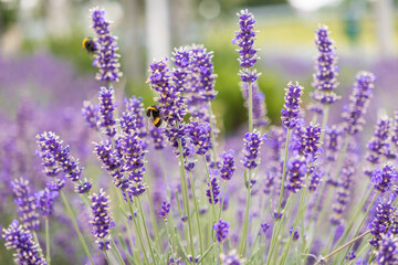 Naklejka premium Vibrant purple lavender flowers bloom abundantly in a tranquil summer field, with busy bumblebees pollinating, symbolizing nature's beauty and vital ecological balance