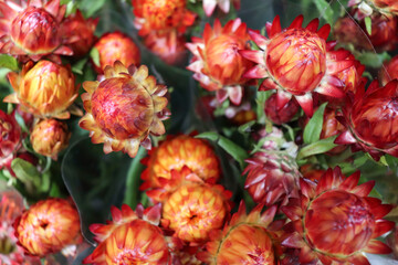 Fototapeta premium Strawflowers in a bouquet