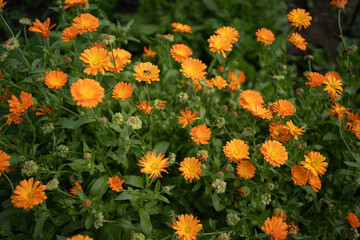 Vibrant orange blooms create a lively tapestry in a sunlit garden during the peak of spring in a serene natural setting