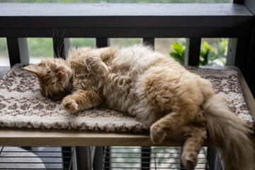 Cozy cat basks in sunlight on a serene afternoon, embodying leisure and comfort in a peaceful home...