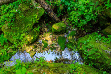 A mossy rock covered in green plants sits in a stream