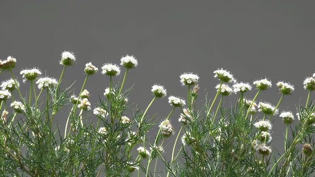 Swaying yarrow fields move rhythmically in a seamless loop animated in 4K with a transparent background ideal for compositing natural grass movement into animated scenes or botanical visual design