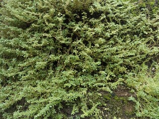 Lush Green Creeping Plant on Wall. A dense, close-up view of a wall covered in a vibrant, small-leafed creeping plant, creating a natural, textured backdrop