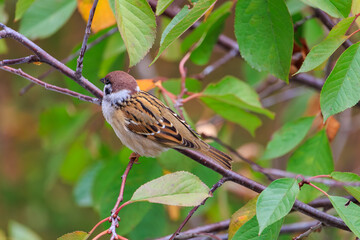 A brown and white bird is perched on a branch of a tree