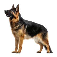 Majestic German Shepherd Dog