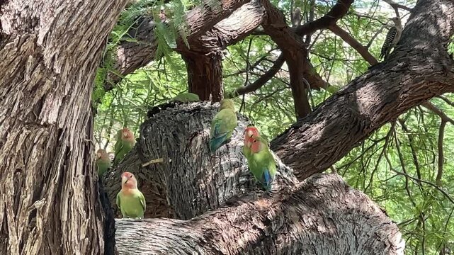  A flock of Rosy-faced Lovebirds and a wood pecker in a mesquite tree in Mesa Arizona.