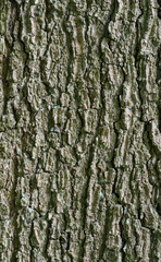 Beautiful close-up of quercus pagoda
