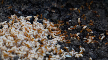 Earth ants. Ants and their eggs and larvae, workers carry larvae after finding them. Carrying larvae and pupae to another part of the anthill.