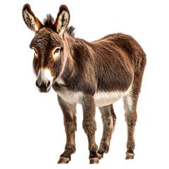 Obraz premium Adorable brown donkey portrait.
