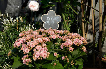 Pink Kalanchoe pot at a street flower stall