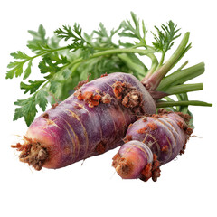 Harvesting transparent purple carrots in organic garden fresh produce outdoor setting close-up view