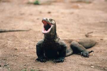 This Komodo dragon's mood is a whole vibe! The legendary apex predator of Indonesia showing us how...
