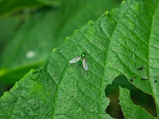 Long-Legged Fly Resting on a Large Leaf