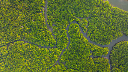 Aerial view of mangrove forest and delta river with meandering canals cutting through. Mangrove canals are waterways from fishing villages to the sea in Phang Nga. Nature designed the mangrove art.