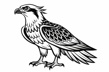 coloring page line art the osprey black vector