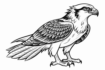coloring page line art the osprey black vector