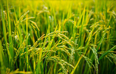 Lush green rice fields in thailand's agricultural industry