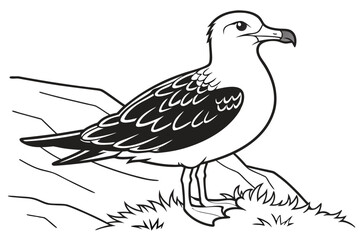 coloring page line art the skua black vector