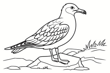 coloring page line art the skua black vector
