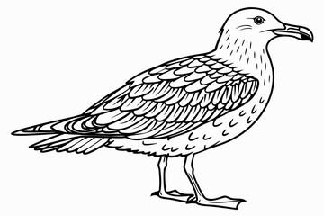 coloring page line art the skua black vector