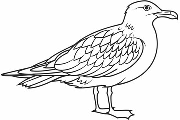 coloring page line art the skua black vector
