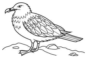 coloring page line art the skua black vector