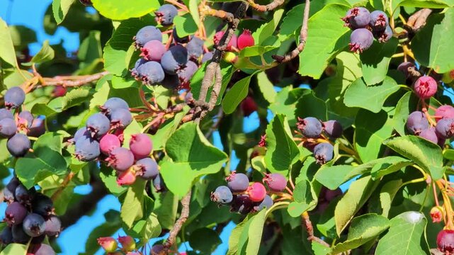 Bright sunlight highlights an abundance of ripe amelanchier berries hanging from branches amidst lush green foliage, showcasing nature's vibrant colors and the beauty of a fruitful garden.
