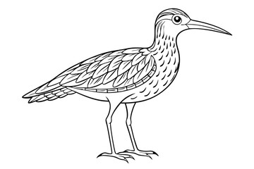 coloring page line art the curlew black vector