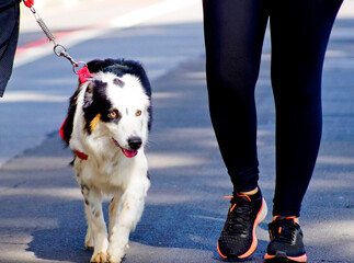 Australian Shepherd dog on a leash, happily walking down the street