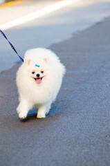 German Spitz dog on a leash, happily walking down the street