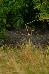 An abandoned tire, which is partially obscured by the surrounding grass and shrubs, serves as a...