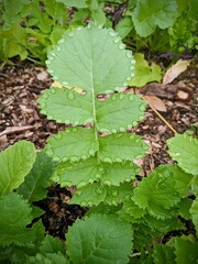 Kale leaf holds water droplets