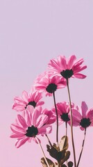 Pink daisies on pastel background