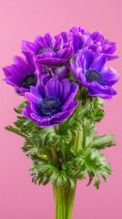 Purple anemones bouquet pink background