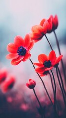 Vibrant red anemone flowers in dreamy soft focus garden landscape
