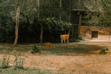 Two Bengal tigers in a naturalistic zoo enclosure, one standing and the other lying on the ground